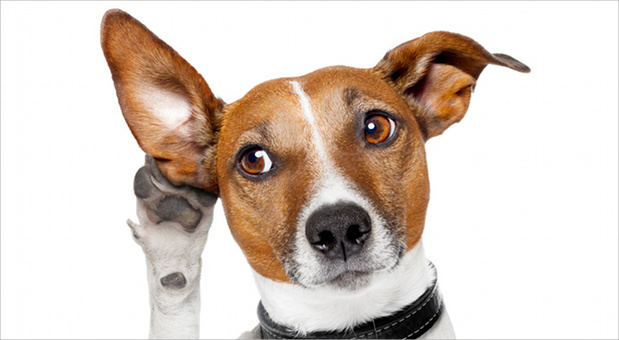 Viele Unternehmer nehmen ihren Hund mit zur Arbeit