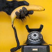 Damit Sie künftig so gern zum Hörer greifen wie der Affe zur Banane: 12 Tipps für die Telefonakquise.
