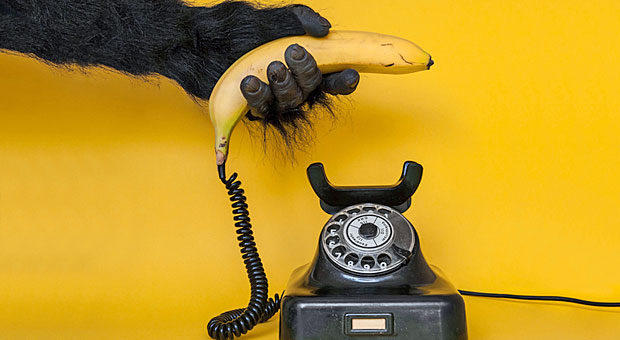 Damit Sie künftig so gern zum Hörer greifen wie der Affe zur Banane: 12 Tipps für die Telefonakquise.