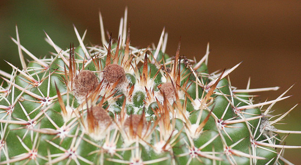 Cactaceae, Kaktus