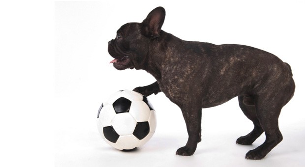 "Wenn du diesen Ball unbedingt haben möchtest, dann hättest du ihn nicht wegwerfen sollen." Das Thema Hunde und ihre Bälle darf natürlich in dem Bildband "Hundeliebe" nicht fehlen.