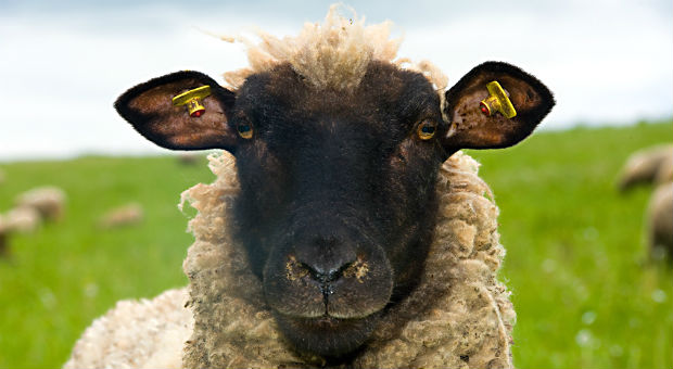 Was dieses Schaf mit Grüßen in E-Mails zu tun hat? Sehr viel, wenn es nach Jürgen Krenzer geht - der Hotelier ist Inhaber des Rhönschaf-Hotels und unterschreibt gern "Mit herzlich-schafen Grüßen".