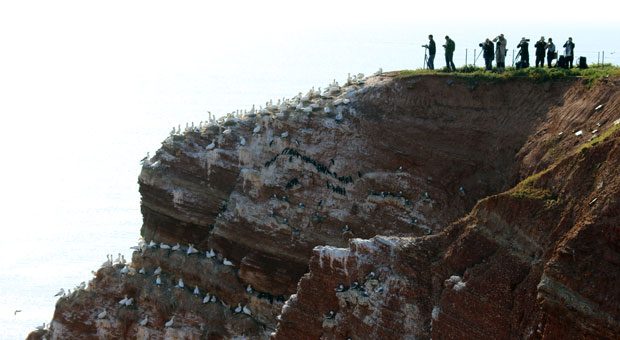 Ausharren, bis es soweit ist: Mit ihren Kameras wollen Urlauber auf Helgoland den Lummensprung festhalten.