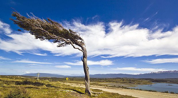 Stark und standhaft wie ein Baum, auch bei kräftigem Gegenwind - wer wünscht sich das nicht?  Experten zufolge gibt es Übungen, die die Resilienz stärken.