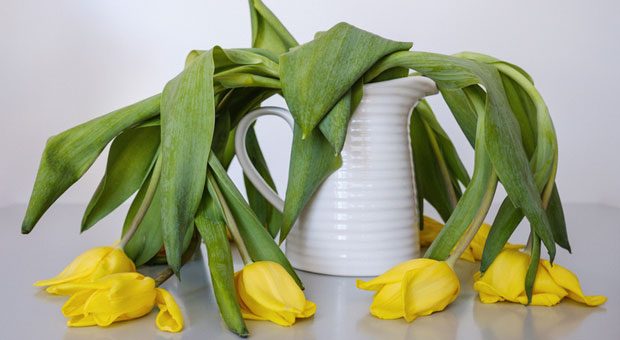 Kraftlos: Tulpen ermatten ohne Wasser, Mitarbeiter ermatten, wenn Sie keine Wertschätzung erfahren.