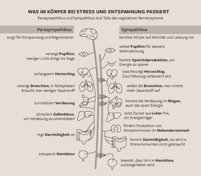 Graphische Darstellung der Stressreaktionen des Körpers